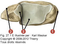 Figure de la partie distale du tidia et de la fibula sur leur faces inférieures où on identifie: 3. Les surfaces articulaires qui reçoivent le talus.