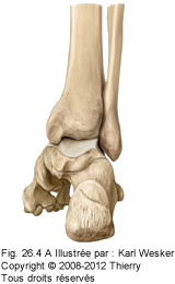 Figure 1 de 2 des os du tarse.