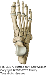 Figure 2 de 2 des os du tarse.