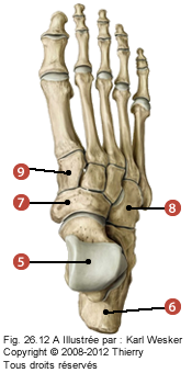 Figure où on identifie: 5. Le talus, 6. Le calcanéum, 7. Le naviculaire, 8. Le cuboïde, et 9. Le cunéiforme médial.