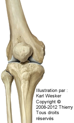 Figure 1 de 2 des articulations du genou.