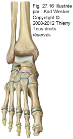 Figure de l'articulation talo-crurale.