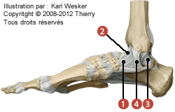 Figure de l'articulation talo-crurale en vue médiale où on identifie les faisceaux suivants: 1. Tibio-naviculaire, 2. Tibio-talaire antérieur, 3. Tibio-talaire postérieur, et 4. Tibio-calcanéen.