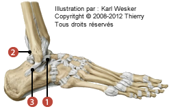 Figure de l'articulation talo-crurale en vue latérale où on identifie les faisceaux suivants: 5. Fibulo-talaire antérieur, 6. Fibulo-talaire postérieur, et 7. Fibulo-calcanéen.