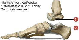 Figure de l'articulation talo-calcanéenne en vue latérale où on identifie: 1. Calcanéo-naviculaire plantaire, et 2. Talo-calcanéen interosseux.