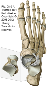 Figure de l'articulation talo-calcanéenne en vue supérieure.