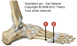 Figure des articulations métatarso-phalangiennes où on identifie: 1. Les têtes des métatarses des orteils, et 2. La base des phalanges proximales des orteils.