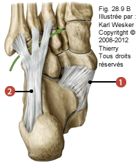 Figure où on identifie: 1. Le ligament calcanéo-naviculaire plantaire, et 2. Le ligament long plantaire.