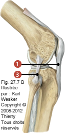 Figure de l'articulation fémoro-tibiale en vue postérieure où on identifie les ligaments suivants: 1. Patellaire, et 3. Collatéral fibulaire.