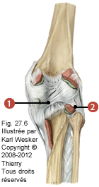 Figure de l'articulation fémoro-tibiale en vue postérieure où on identifie les ligaments suivants: 4. Poplité oblique, et 5. Poplité arqué.