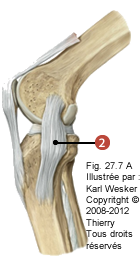 Figure de l'articulation fémoro-tibiale en vue antérieure où on identifie le ligament suivant: 2. Collatéral tibial.