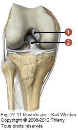 Figure de l'articulation fémoro-tibiale en vue antérieure où on identifie les ligaments suivants: 6. Croisé postérieur, et 7. Croisé antérieur.