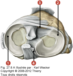 Figure des ménisques de l'articulation fémoro-tibiale où on identifie: 1. Le ménisque médial, 2. Le ménisque latéral, 3. Le ligament transverse an antérieur, et 4. Le ménisco-fémoral postérieur.