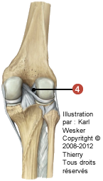 Figure des ménisques de l'articulation fémoro-tibiale où on identifie: 4. Le ménisco-fémoral postérieur.
