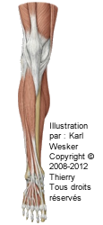 Figure des muscles de la jambe.