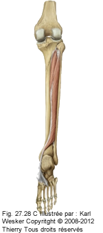 Figure du tibial postérieur, des fléchisseurs des orteils, et du long fléchisseur de l'hallux.