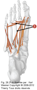 Figure des muscles court du pied où on identifie: 1. L'adducteur de l'hallux.