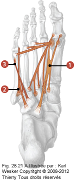 Figure des muscles court du pied où on identifie: 1. Le court fléchisseur de l'hallux, 2. Le court fléchisseur du cinquième, et 3. L'opposant du cinquième