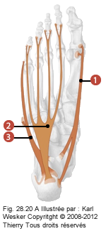 Figure des muscles court du pied où on identifie: 1. L'abducteur de l'hallux, 2. Le court fléchisseur plantaire, et 3. L'abducteur du cinquième orteil.