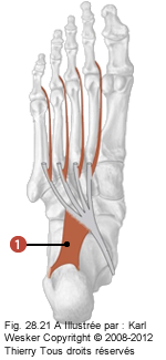 Figure des muscles court du pied où on identifie: 1. Le carré plantaire.