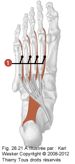 Figure des muscles court du pied où on identifie: 1. Les lombricaux.