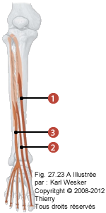 Figure des muscles en antérieur où on identifie: 1. Le tibial antérieur, 2. Le long extenseur des orteils, et 3. Le long extenseur de l'hallux.