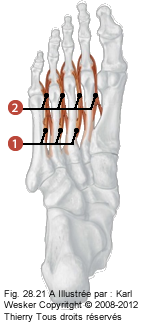 Figure des muscles court du pied où on identifie: 1. Les interroseux plantaires, et 2. Les interosseux dorsaux.