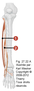 Figure des muscles en latéral où on identifie: 1. Le long fibulaire, et 2. Le court fibulaire.