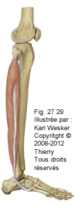 Figure des muscles en latéral.