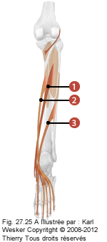 Figure des muscles de la jambe où on identifie: 1. Le tibial postérieur, 2. Les fléchisseurs des orteils, et 3. Le long fléchisseur de l'hallux.