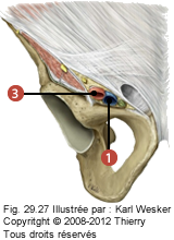 Figure 2 de 3 du triangle fémoral.