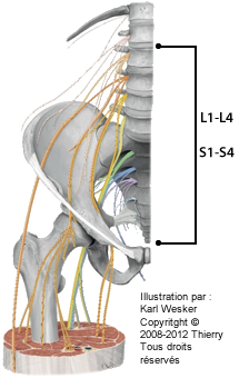 Figure du plexus lombo sacral où on identifie, de manière très générale, les vertèbres L1 à L4, ainsi que S1 à S4.