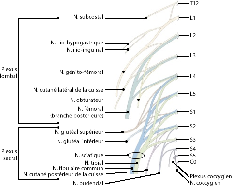 Figure du plexus lombo sacral où on identifie les nerfs suivants: subcostal, ilio-hypograstique, ilio-inguinal, génito-fémoral, cutané latéral de la cuisse, obturateur, fémoral, glutéal supérieur et inférieur, sciatique, tibial, fibulaire common, cutané postérieur de la cuisse, prudendal, et coccygien. On identifie également les plexus suivants: lombal, sacral, et coccygien.