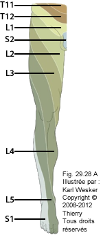 Figure des dermatomes en vue antérieure.