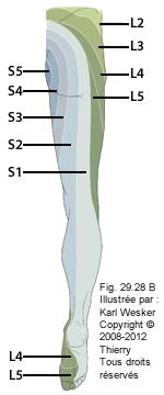 Figure des dermatomes en vue postérieure.