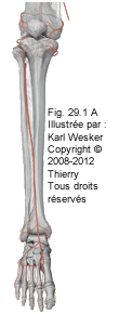 Figure de l'artère tibiale antérieure.