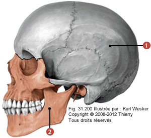 Figure du crâne où on identifie: 1. Le neurocrâne, et 2. Le viscérocrâne.