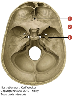 Figure de la face interne et supérieure du crâne où on identifie: 1. La lame criblée, 2. L'ethmoïde et les petites, et 3. Les grandes ailes du sphénoïde.