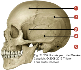 Figure d'un crâne en profile où on identifie: 1. L'os pariétal, 2. L'os temporal, 3. L'os frontal, 4. Le sphénoïde, et 5. L'os occipital