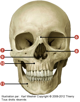 Figure d'un crâne vu de devant où on identifie: 6. La mandibule, 7. Le vomer, 8. Les maxillaires, 9. Les cornets nasaux inférieurs, 10. Les os zygomatiques, et 11. Les os nasaux