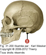 Figure d'un crâne en profile où on identifie: 3. Le processus mastoïde.