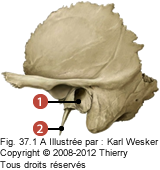 Figure d'une partie de crâne ou on identifie: 1. Le conduit auditif externe, et 2. Le processus styloïde.