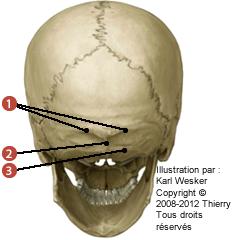 Figure d'un crâne en vue postérieure où on identifie: 1. La ligne nuchale supérieure, 2. La protubérance occipitale, et 3. La ligne nuchale inférieure