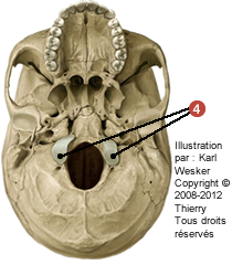 Figure d'un crâne en vue inférieure où on identifie: 4. Les condyles occupitaux.