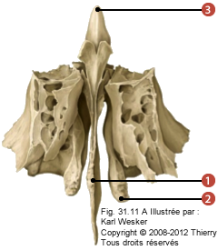 Figure du ethmoïde où on identifie: 1. La lame perpendiculaire, 2. Le cornet moyen, et 3. La crista galli.