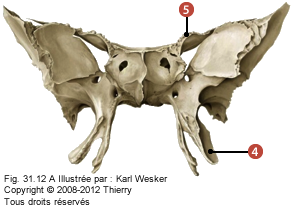 Figure du sphénoïde où on identifie: 4. Le processus ptérygoïde, et 5. Les petites ailes