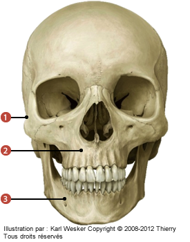 Figure où on identifie: 1. Le processus mastoïde sur l'os temporal, 2. Les maxillaires, et 3. La mandibule.