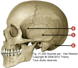 Figure où on identifie: 4. L'os occipital, 5. L'os temporal, et 3. L'os sphénoïde.