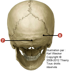 Figure où on identifie: 7. La proturbérance occipitale, et 8. La ligne nuchale supérieure.