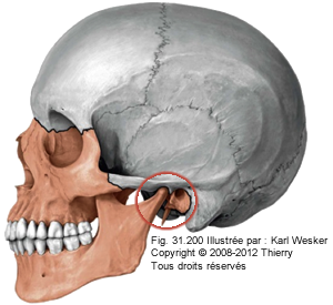 Figure où on identifie l'articulation temporo-mandibulaire de la mâchoire.